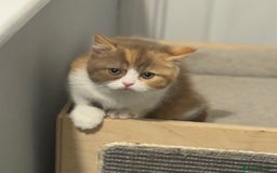 British Shorthair cats for sale: Kittens available to reserve  - Image 1