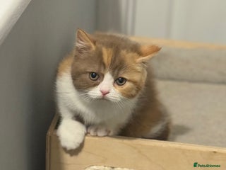 British Shorthair cats - Advert 5