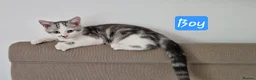 British Shorthair cats for sale: Lovely kittens - Advert 14