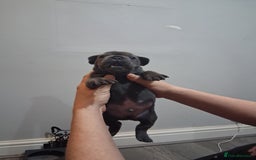 French Bulldog dogs for sale: French bulldogs - Image 9