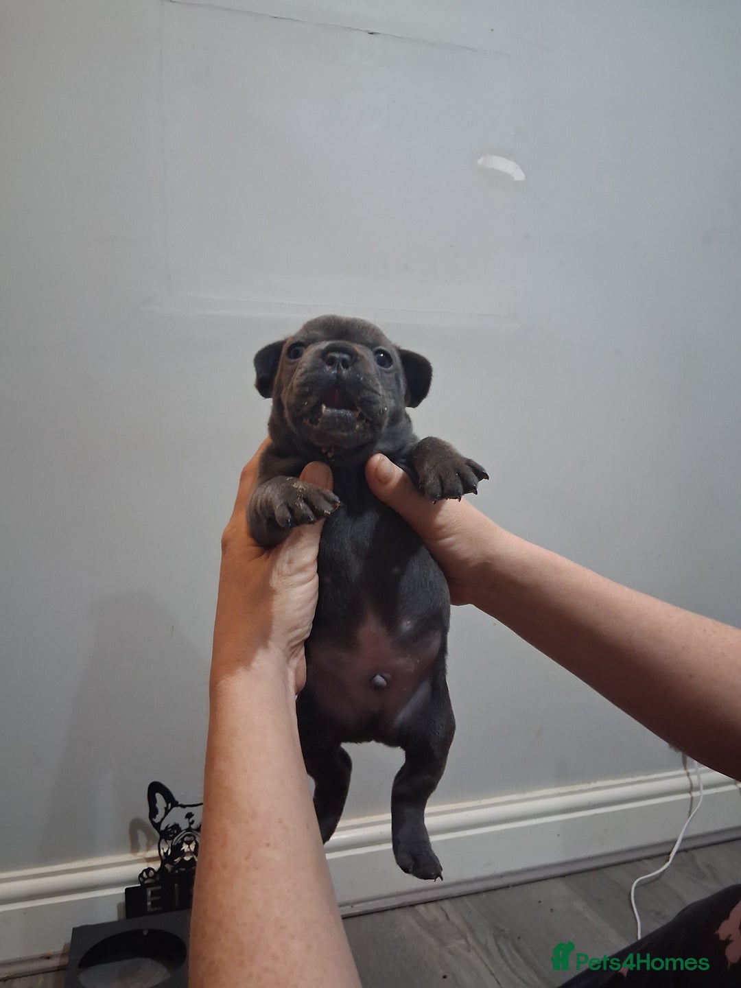 French Bulldog dogs for sale: French bulldogs - Image 9