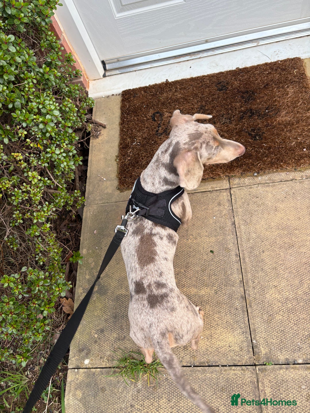 Miniature Dachshund dogs for sale: Koda, Dapple mini Dach - Advert 5