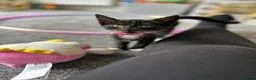 Domestic Shorthair cats for sale: Male Kitten - Advert 4