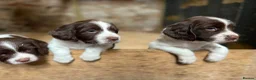English Springer Spaniel dogs for sale: Stunning Springer pups for sale - Advert 1
