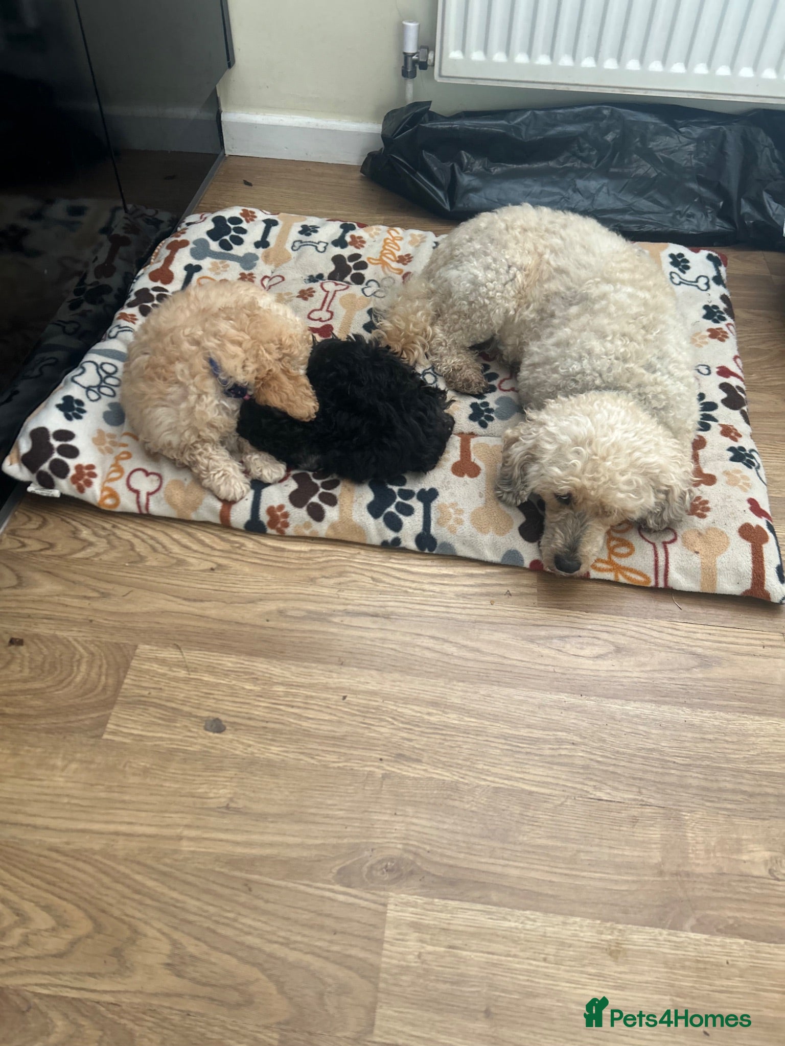 Poodle dogs Silver poodle puppy  - Advert 5