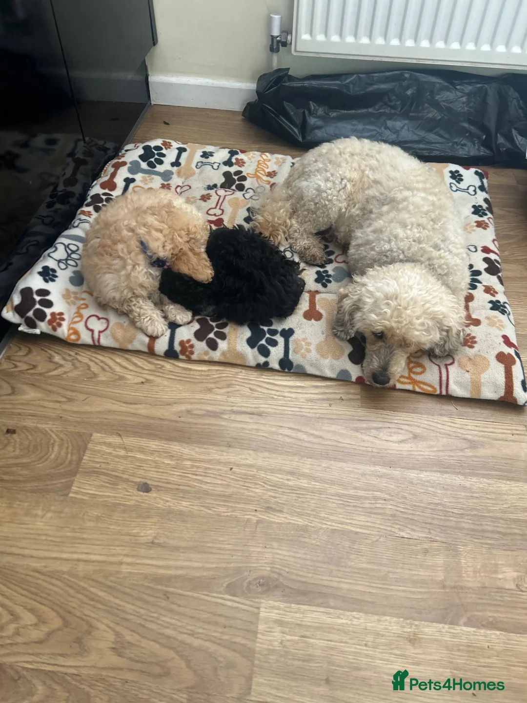 Poodle dogs for sale: Silver poodle puppy  - Advert 1