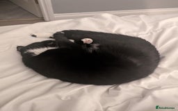 British Shorthair cats for sale: 2 year old black and white cat - Image 2