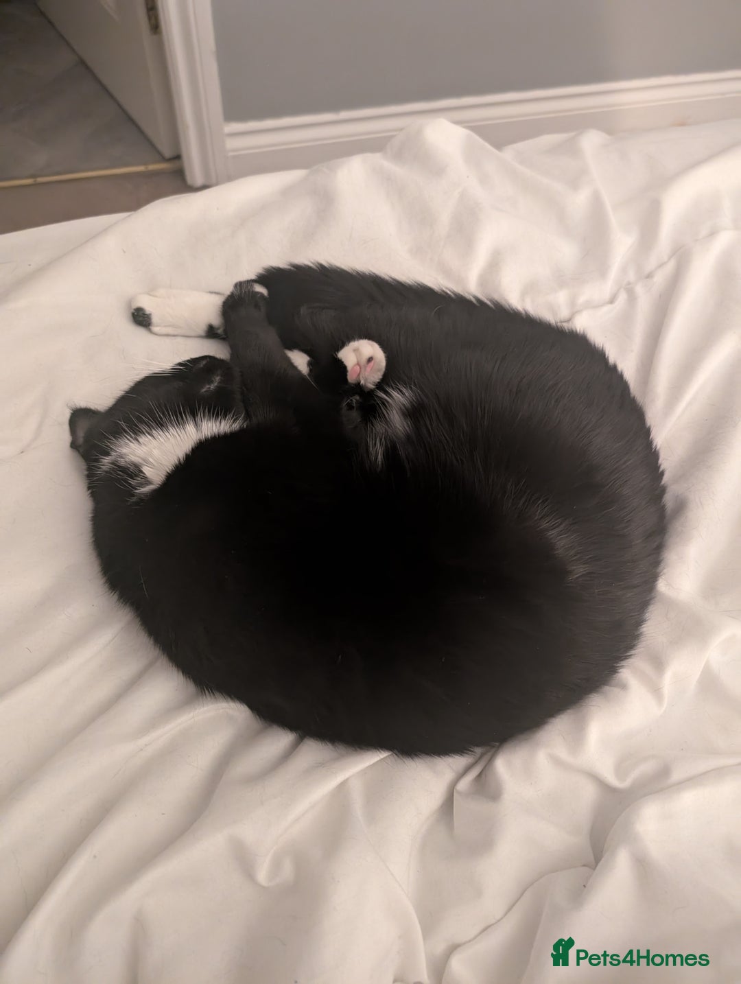 British Shorthair cats for sale: 2 year old black and white cat - Image 2