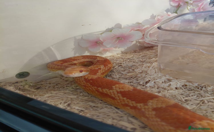 Corn Snake reptiles - Advert 3