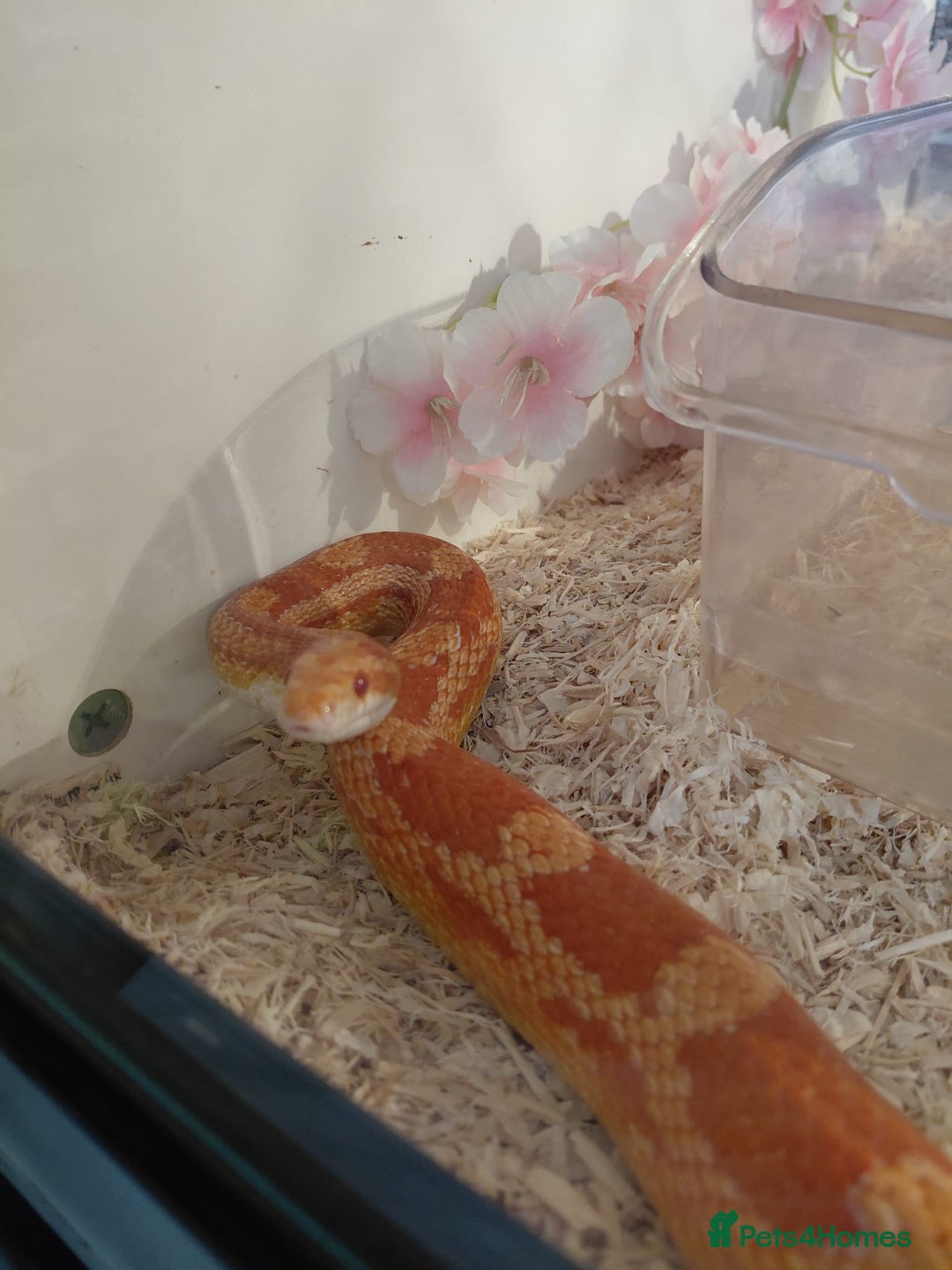 Corn Snake reptiles for sale: Corn snake  - Image 1