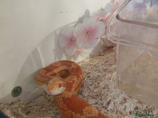 Corn Snake reptiles - Advert 10