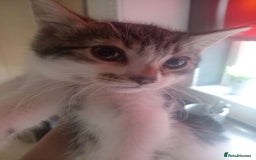 British Shorthair cats for sale: Kittens ready for their forever homes now - Image 8