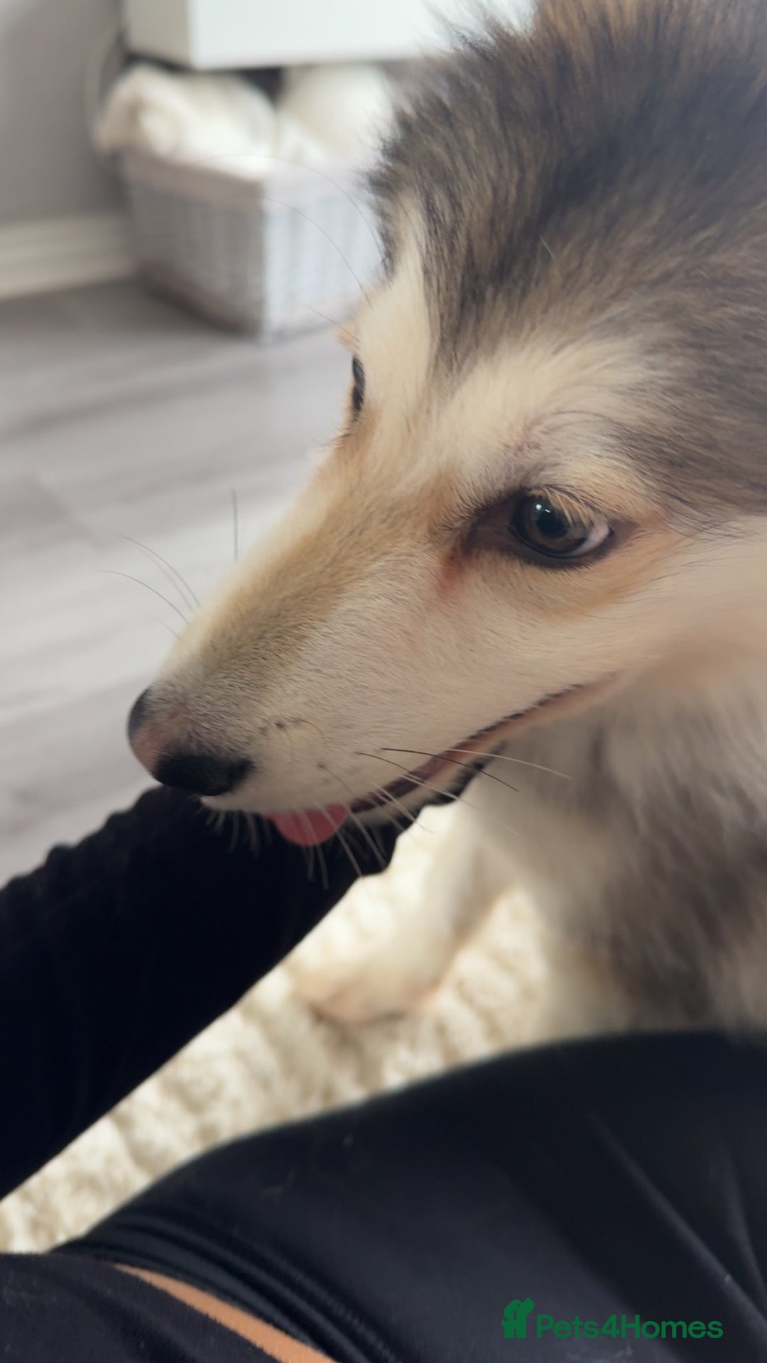 Mixed Breed dogs for sale: Alaskan malamute x German shepherd  - Advert 3