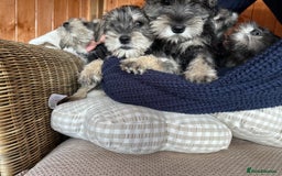 Miniature Schnauzer dogs for sale: Ready Now! miniature schnauzer puppies  - Image 6