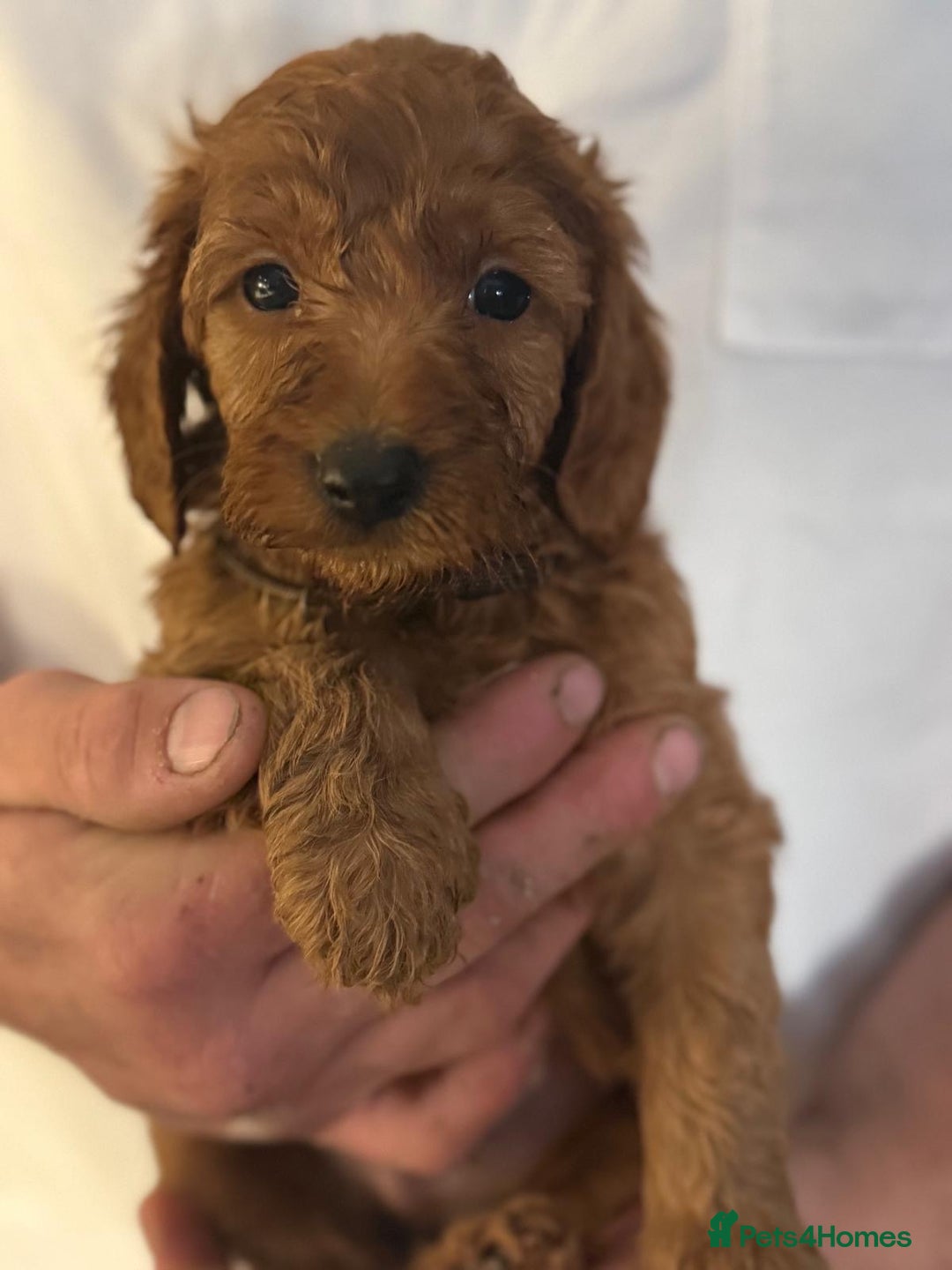 Labradoodle dogs for sale: *Labradoodle puppie F1B*   in Ware - Image 13