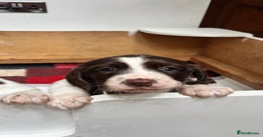 English Springer Spaniel dogs - Advert 2