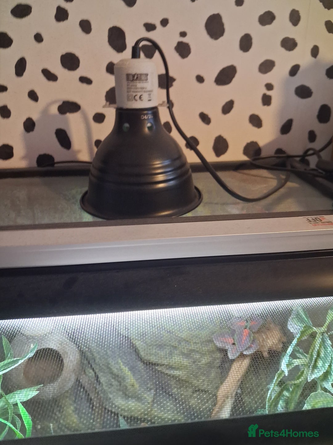 Gecko reptiles for sale: Male gargoyle gecko - Advert 5