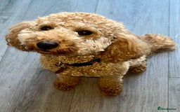 Miniature Poodle dogs for sale: Stunning Apricot and Red Miniature Poodle Puppies - Image 4