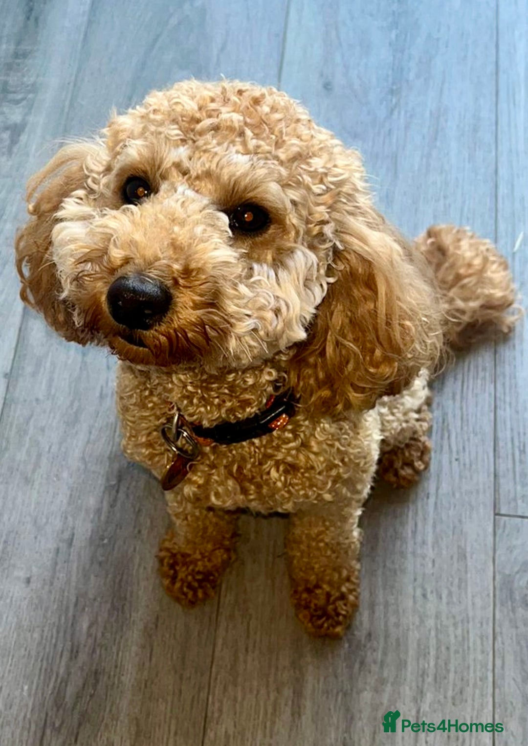 Miniature Poodle dogs for sale: Stunning Apricot and Red Miniature Poodle Puppies - Image 4