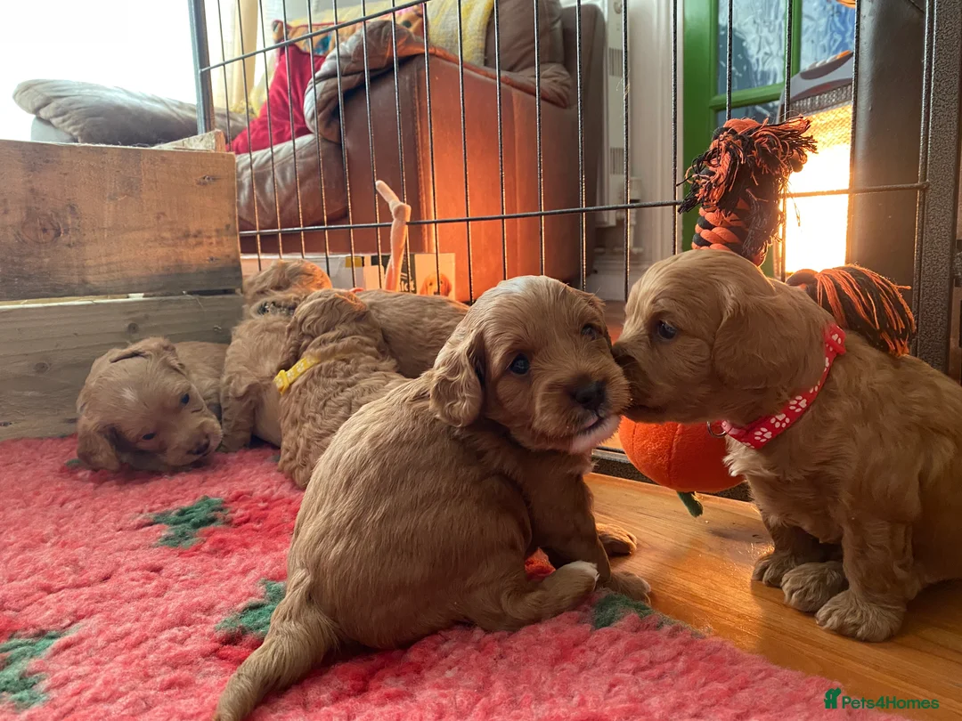 Mixed Breed dogs for sale: Beautiful Cavacockapoo puppies, only two left!  - Advert 21