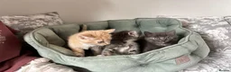 Siberian cats for sale: Beautiful Siberian Kittens-3 Boys-Hypoallergenic - Advert 31