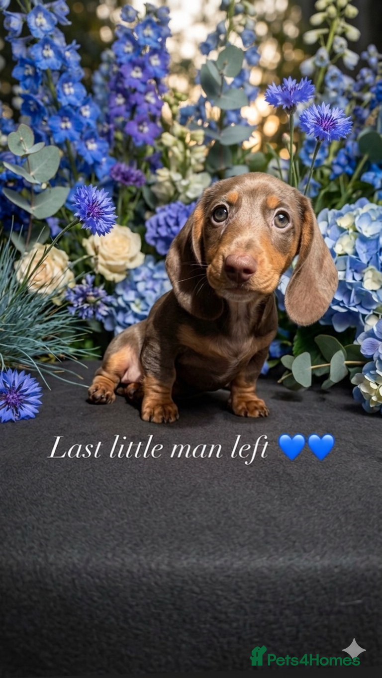 Miniature Dachshund dogs REDUCED LAST BOY SERIOUS BUYERS ONLY  - Advert 4