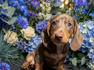 Miniature Dachshund dogs REDUCED LAST BOY SERIOUS BUYERS ONLY - Advert 4