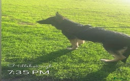 German Shepherd dogs for sale: Pure bred boy German shepherd for sale - Image 1