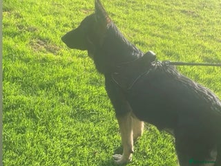 German Shepherd dogs for sale - Advert 1
