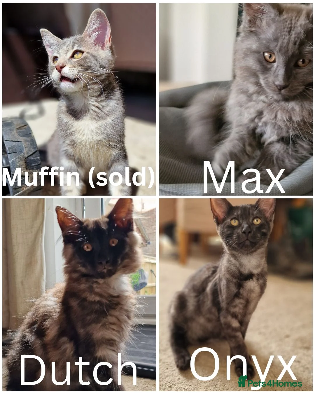 Mixed Breed cats for sale: Marble Bengal x Maine Coon kittens in New Milton - Advert 2