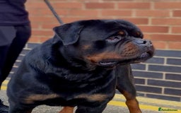 Rottweiler dogs for sale: 🏆Repeat breeding by No.1 Stud in the UK METAL!!🏆 - Image 2