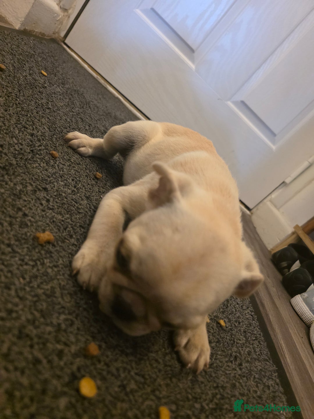French Bulldog dogs for sale: Frenches  - Image 3