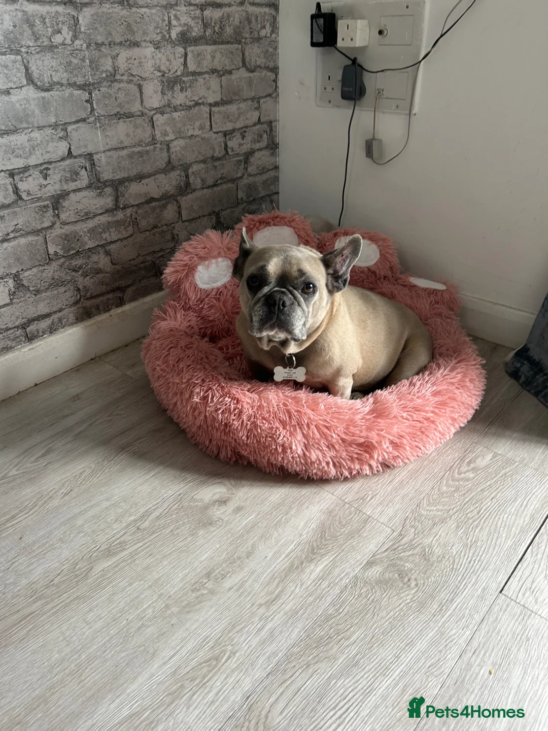 French Bulldog dogs for sale: French bulldog  - Advert 1