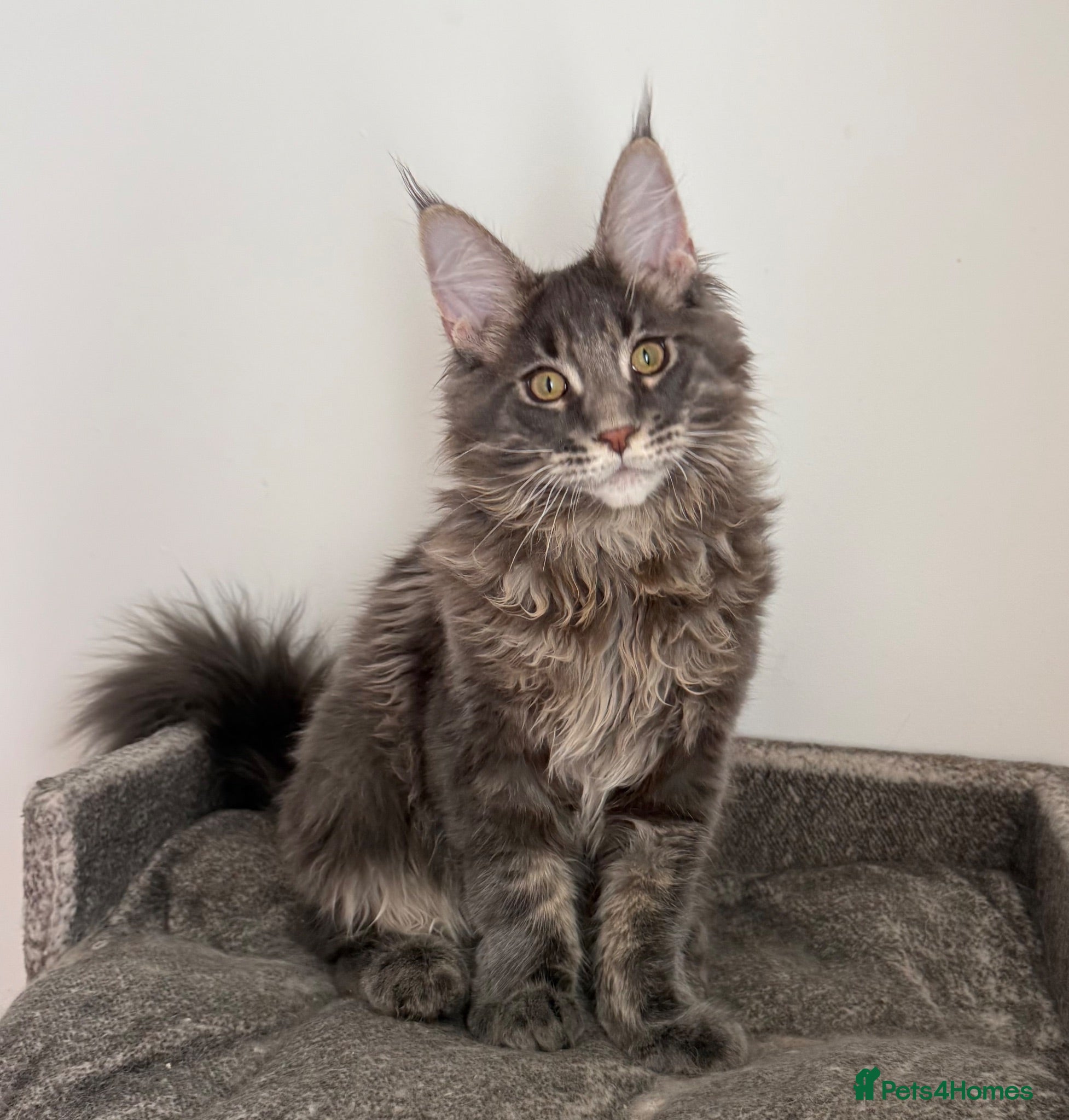 Maine Coon cats Champion line kittens 🥰 Ready to go 🥰 - Advert 1