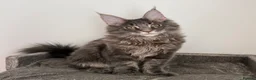 Maine Coon cats for sale: Champion line kittens 🥰 Ready to go 🥰 - Advert 1