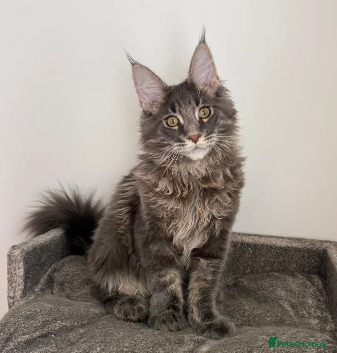Maine Coon cats for sale: Champion line kittens 🥰 Ready to go 🥰 - Advert 1