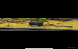 Live Bearers fish for sale: Mixed fish - Image 5