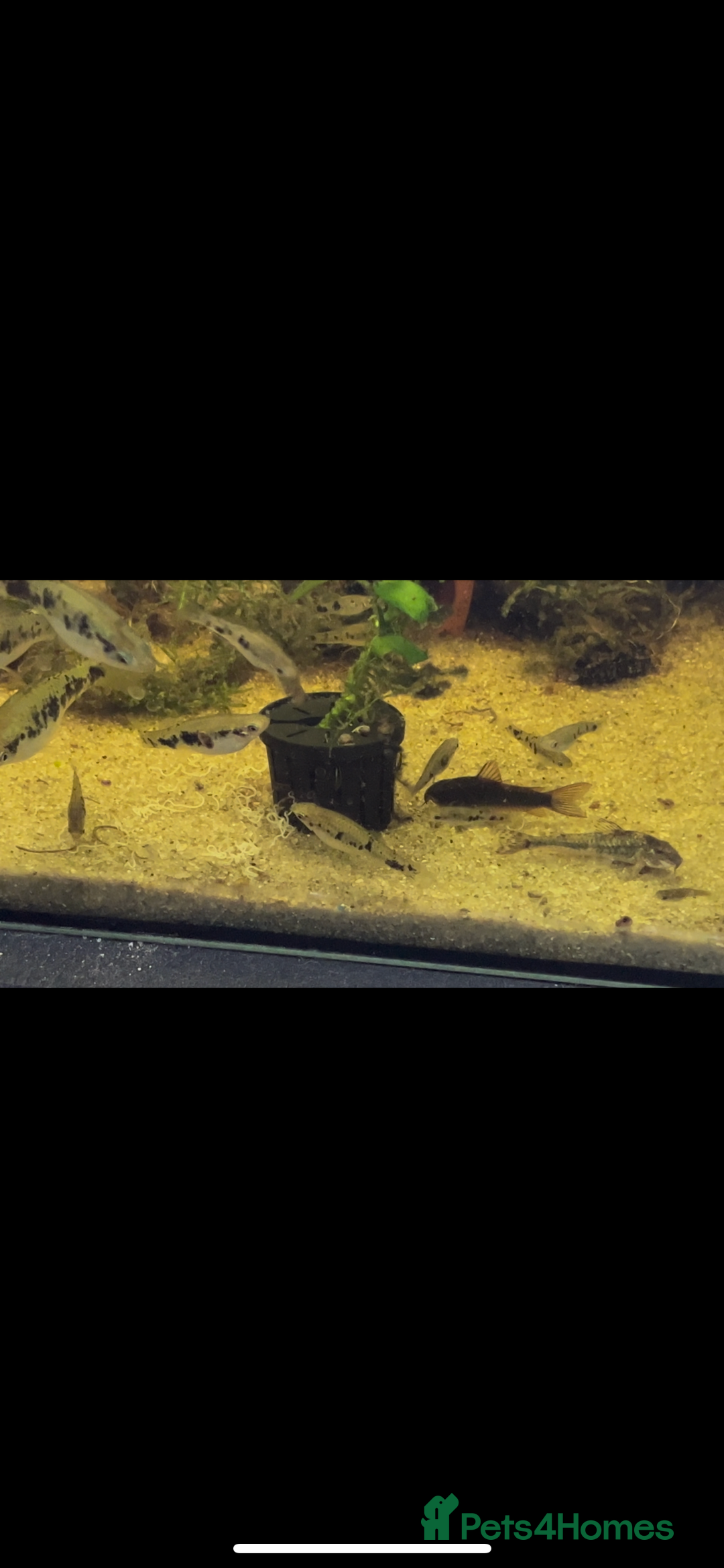 Live Bearers fish for sale: Mixed fish - Image 5
