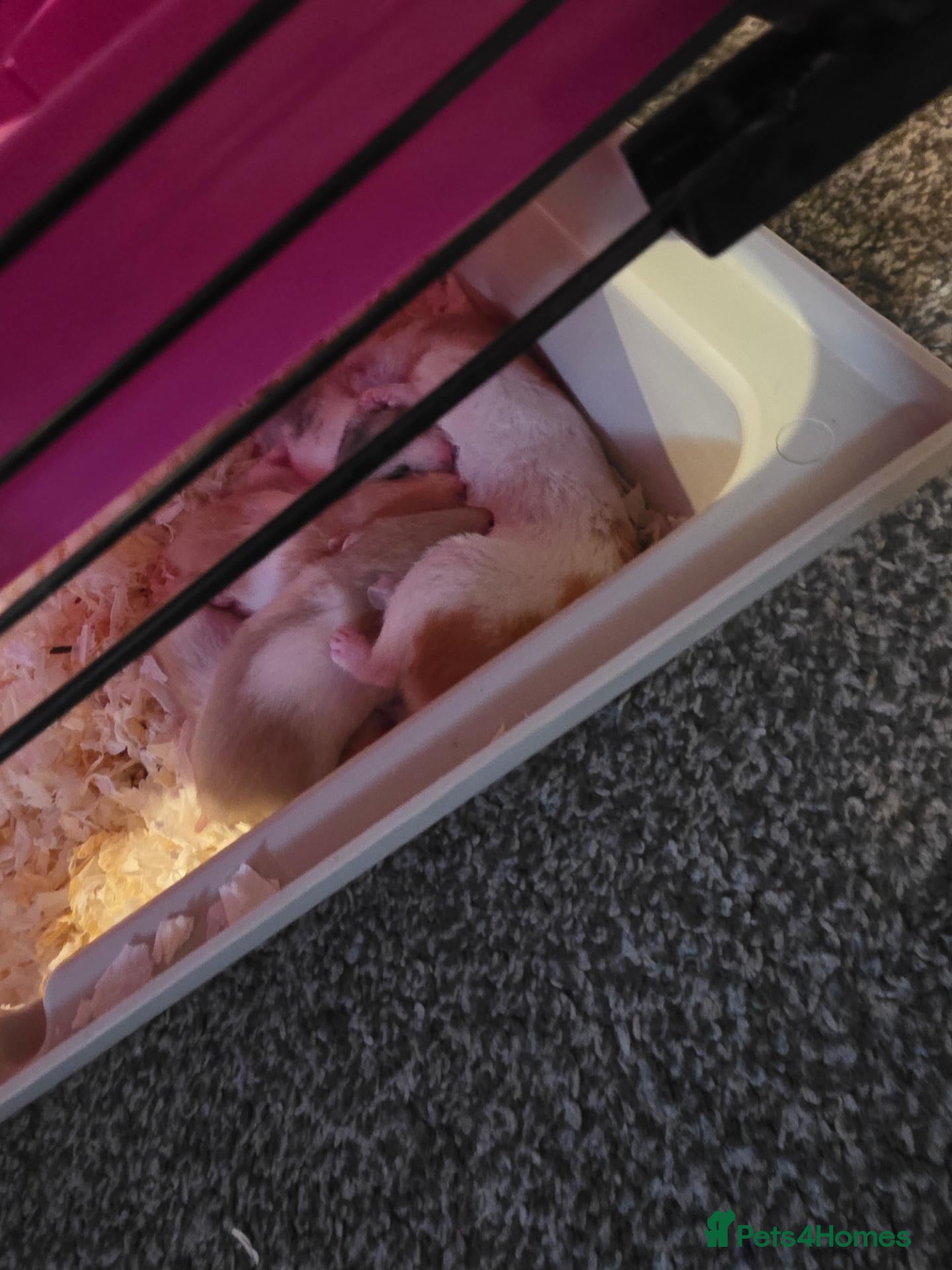 Hamster rodents Baby Syrian Hamsters  - Advert 1