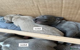 Italian Greyhound dogs for sale: 1 Italian Greyhound Puppy Girl / Bitch For Sale! - Image 9