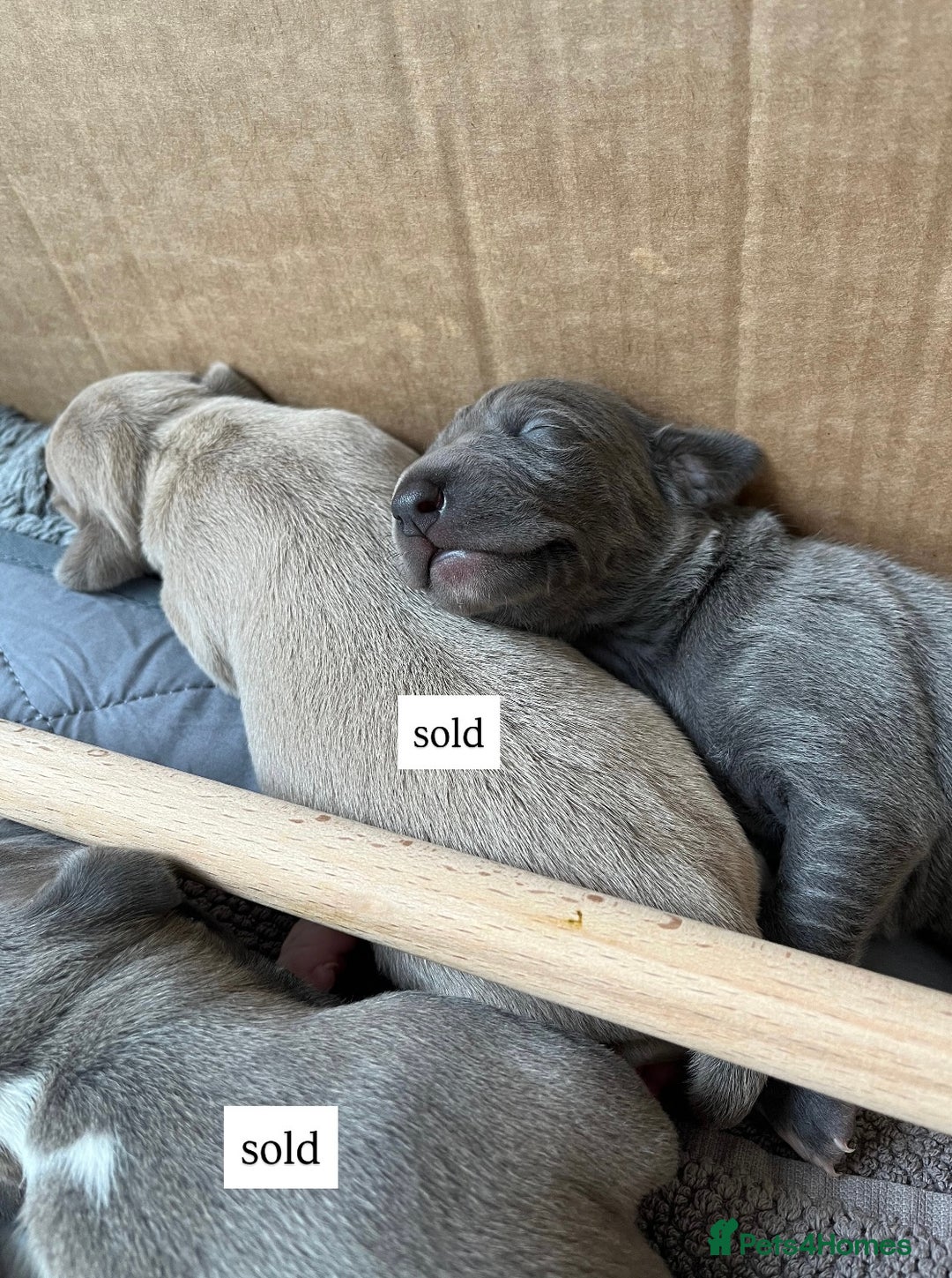 Italian Greyhound dogs for sale: 1 Italian Greyhound Puppy Girl / Bitch For Sale! - Image 9