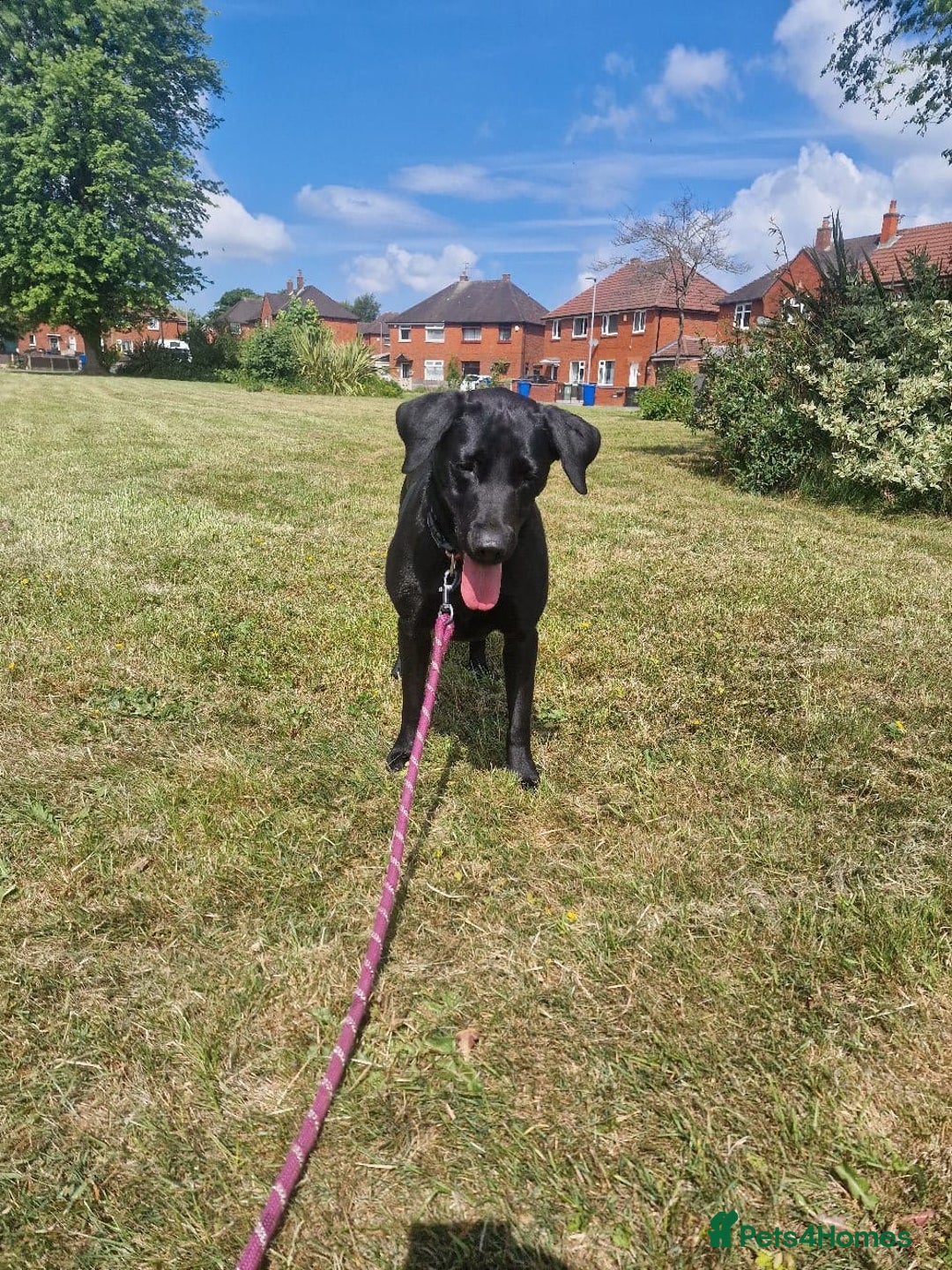 Labrador Retriever dogs for sale: Labrador puppies - Advert 17