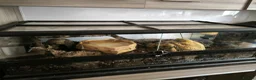 Python Snake reptiles for sale: Juvenile Royal (Ball) python + all kit - Advert 4