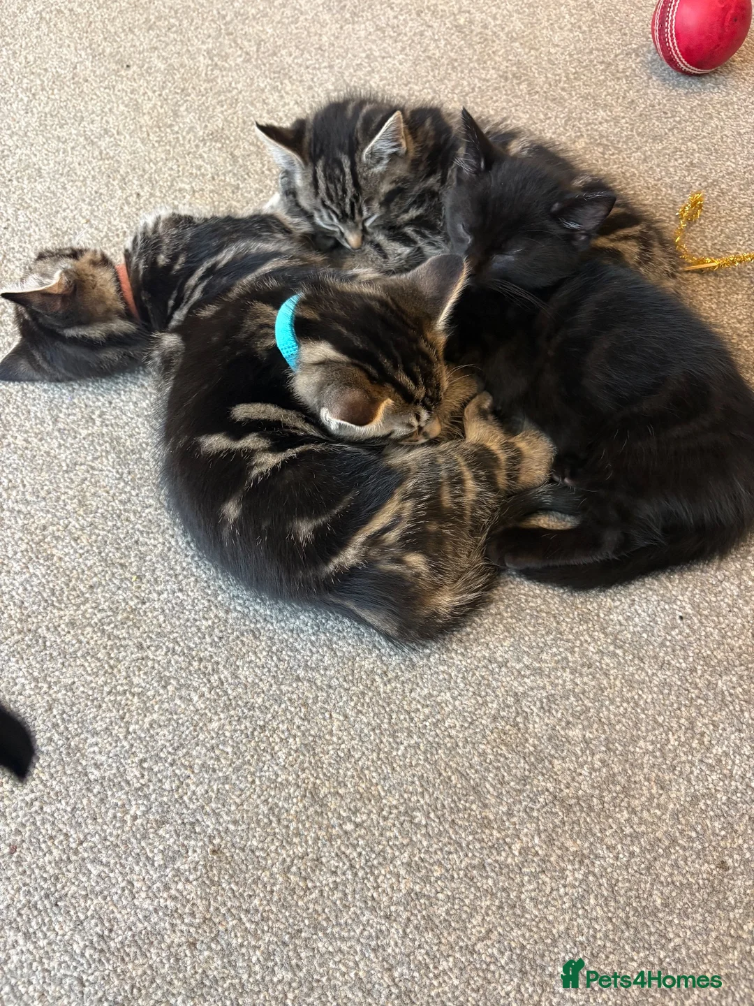 Mixed Breed cats for sale: Tabby kittens  in Abingdon - Advert 2