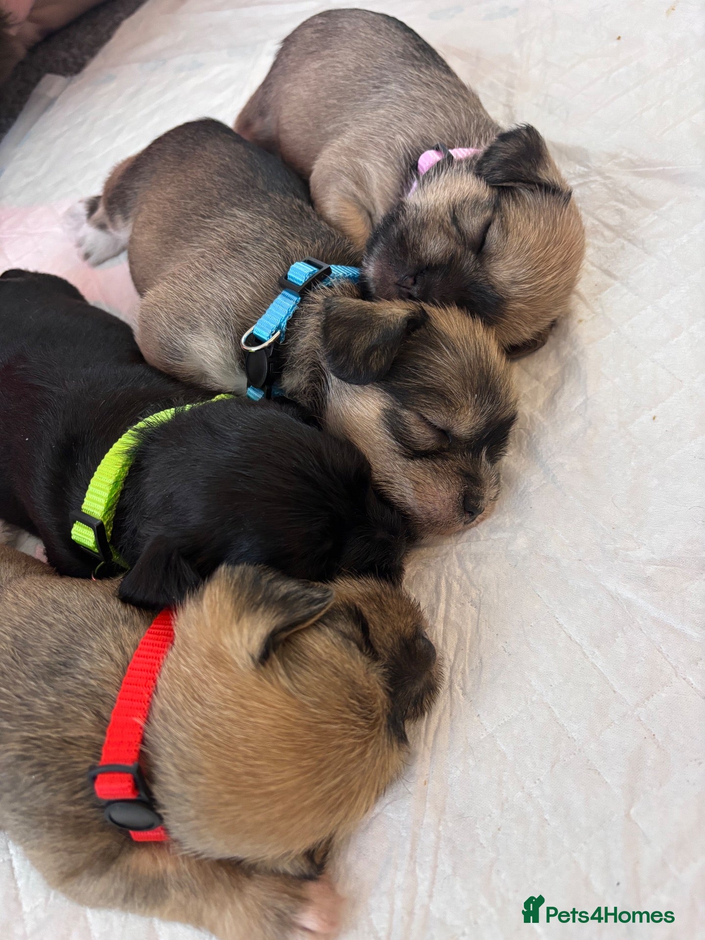 Mixed Breed dogs Schapso male puppy  - Advert 12