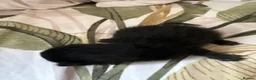 Mixed Breed cats for sale: Gorgeous kittens - Advert 5