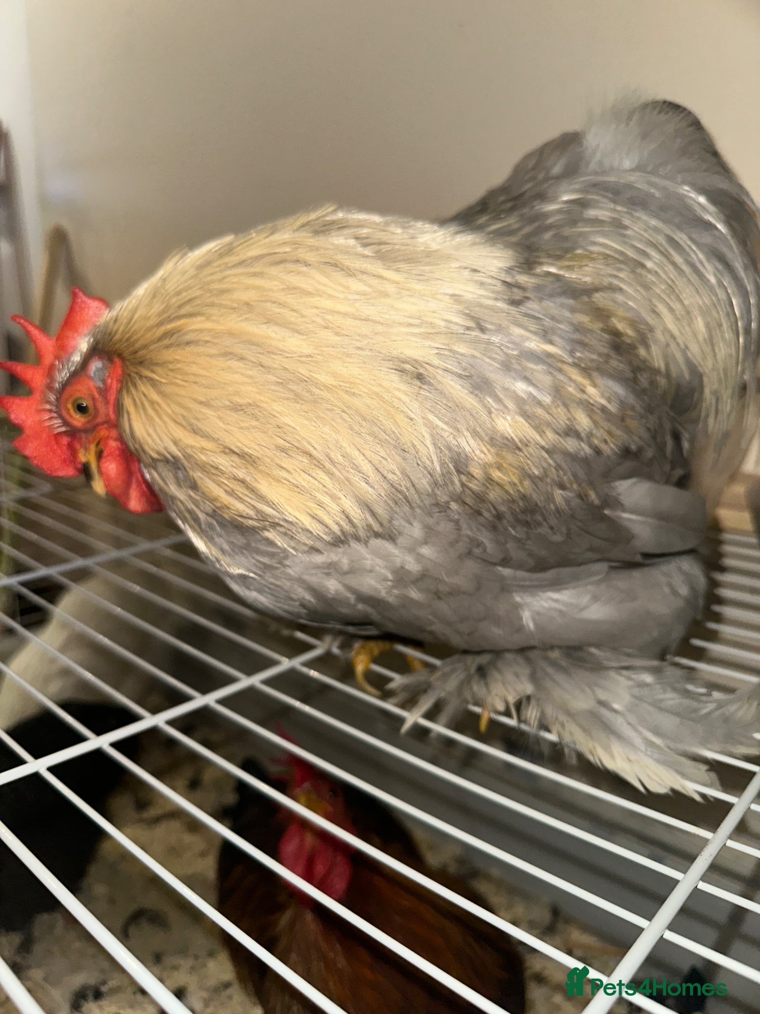 Chickens poultry Brahma or cochin type mix Rooster  - Advert 2