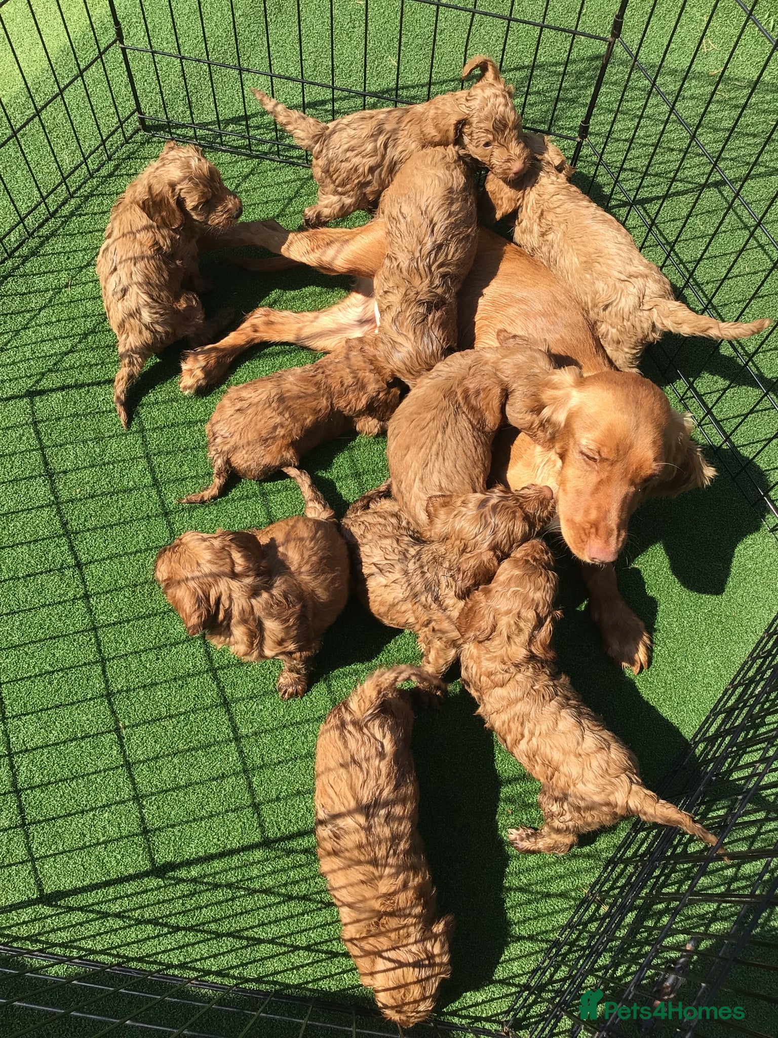 Cockapoo dogs Beautiful f2 cockapoo puppies - Advert 1