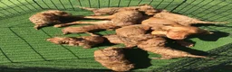 Cockapoo dogs for sale: Beautiful f2 cockapoo puppies - Advert 1