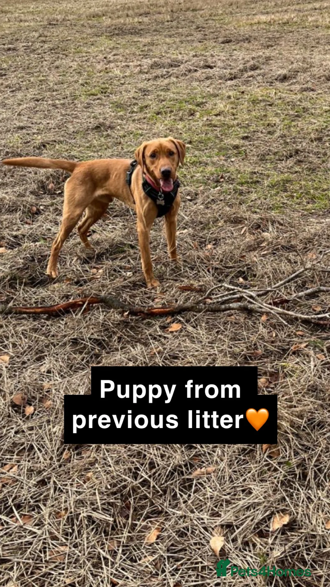 Labrador Retriever dogs for stud: 🌟 Kennel Club Registered Proven Labrador Stud 🌟 in Dundee - Advert 11